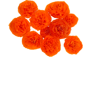Flores de cempasúchil de papel 10uds.